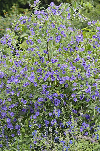572092 - Blue potato bush (Lycianthes rantonnetii syn. Solanum rantonnetii)