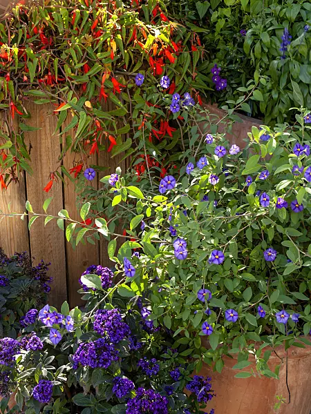 441173 - Blue potato bush (Lycianthes rantonnetii syn. Solanum rantonnetii), heliotropes (Heliotropium) and begonias (Begonia)