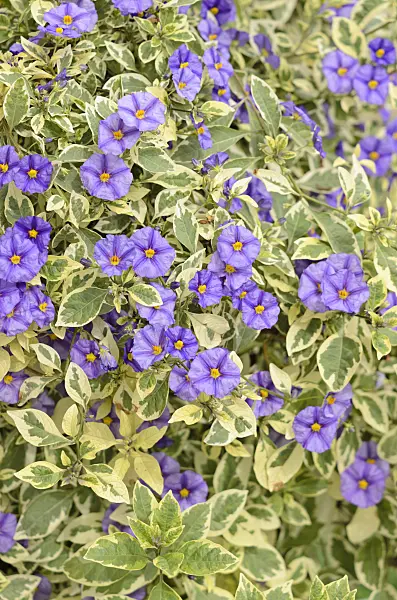 536126 - Blue potato bush (Lycianthes rantonnetii 'Variegata' syn. Solanum rantonnetii 'Variegata')