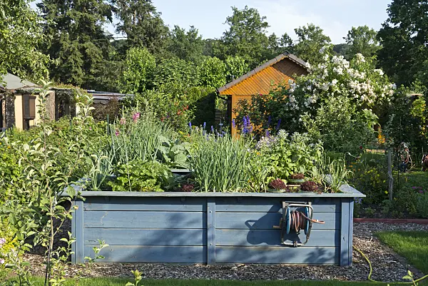 608086 - Blue raised bed with vegetables in an allotment garden