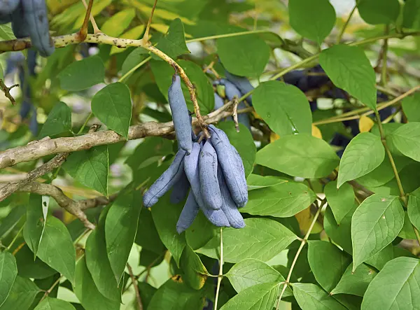 471384 - Blue sausage fruit (Decaisnea fargesii)
