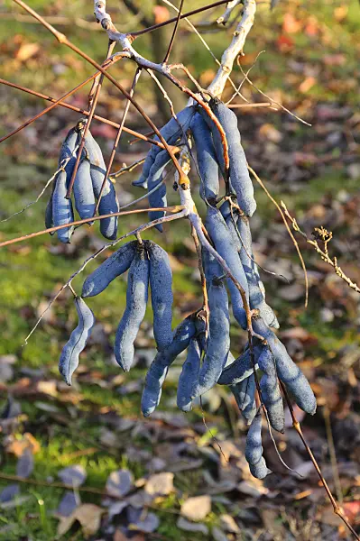 478028 - Blue sausage fruit (Decaisnea fargesii)