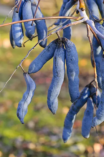 478029 - Blue sausage fruit (Decaisnea fargesii)