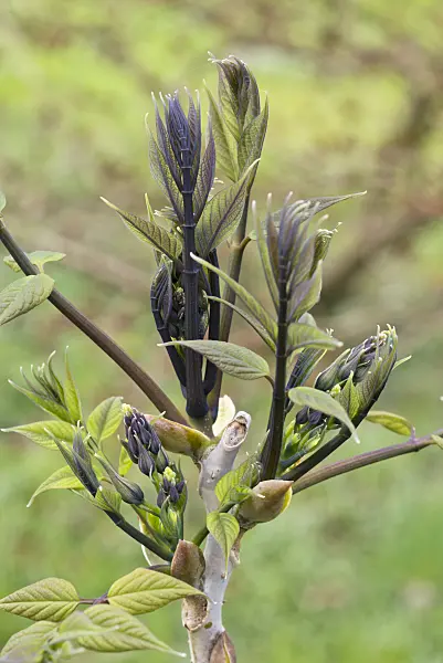 555110 - Blue sausage fruit (Decaisnea fargesii)