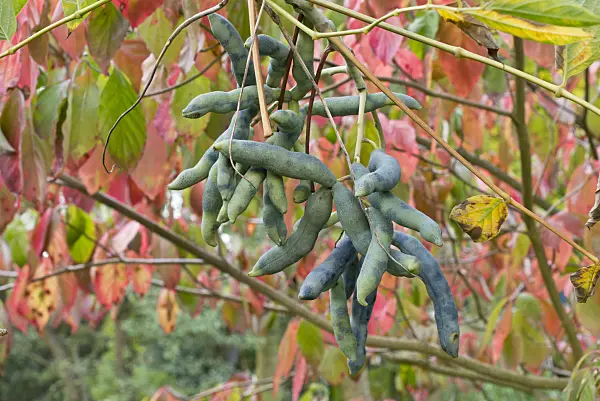 561081 - Blue sausage fruit (Decaisnea fargesii)