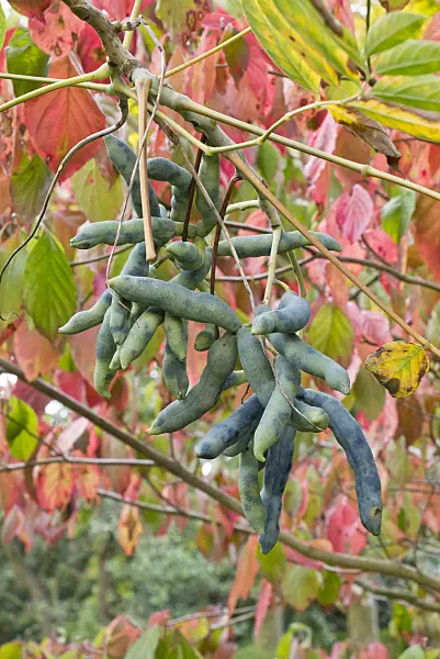 561082 - Blue sausage fruit (Decaisnea fargesii)
