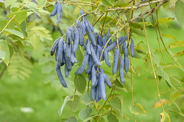 593069 - Blue sausage fruit (Decaisnea fargesii)