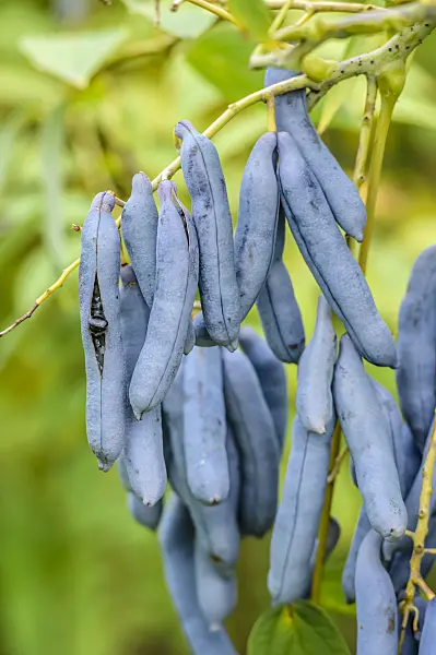593070 - Blue sausage fruit (Decaisnea fargesii)