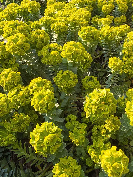 412017 - Blue spurge (Euphorbia myrsinites)