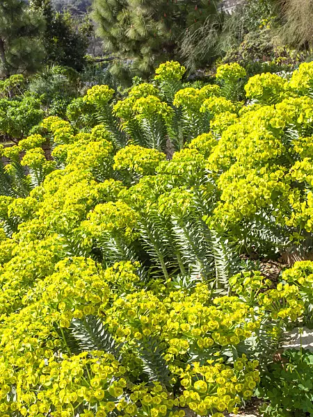 424017 - Blue spurge (Euphorbia myrsinites)