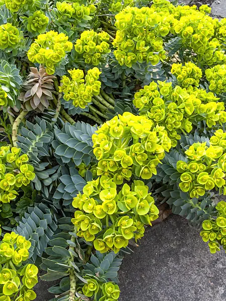 447082 - Blue spurge (Euphorbia myrsinites)