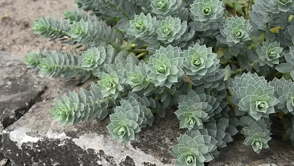 499048 - Blue spurge (Euphorbia myrsinites)