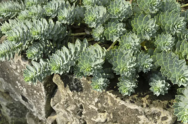 500067 - Blue spurge (Euphorbia myrsinites)