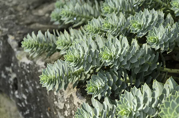 500068 - Blue spurge (Euphorbia myrsinites)