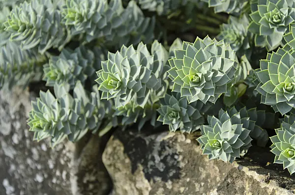500069 - Blue spurge (Euphorbia myrsinites)