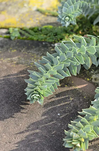 525266 - Blue spurge (Euphorbia myrsinites)