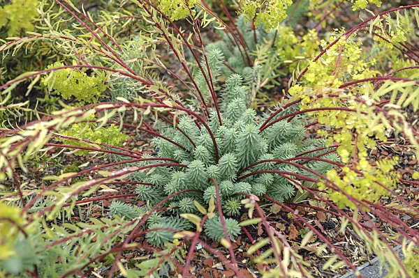 535405 - Blue spurge (Euphorbia myrsinites)