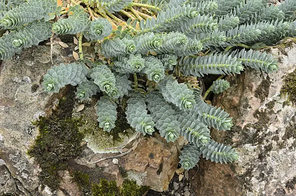 549147 - Blue spurge (Euphorbia myrsinites)