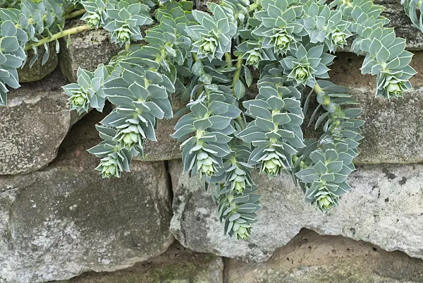552004 - Blue spurge (Euphorbia myrsinites)