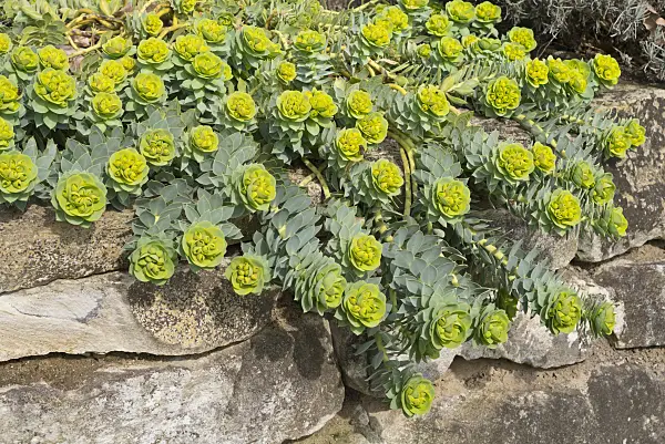 555010 - Blue spurge (Euphorbia myrsinites)