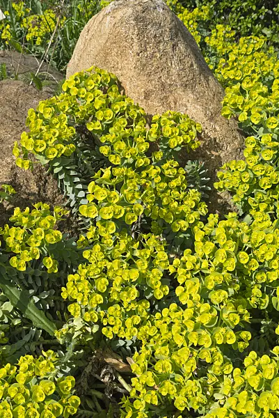 555125 - Blue spurge (Euphorbia myrsinites)