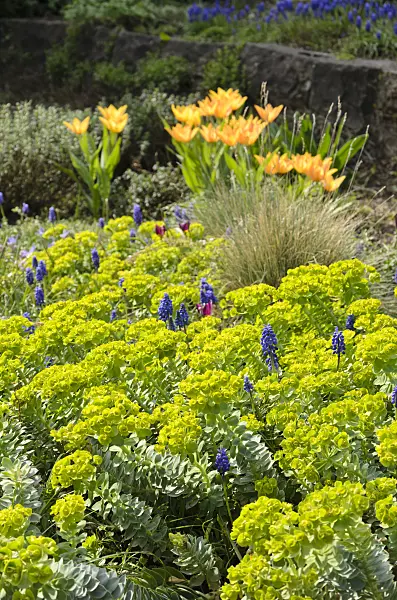 531041 - Blue spurge (Euphorbia myrsinites), grape hyacinths (Muscari) and tulips (Tulipa)