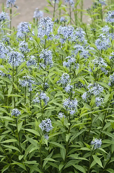 533360 - Blue star (Amsonia orientalis)