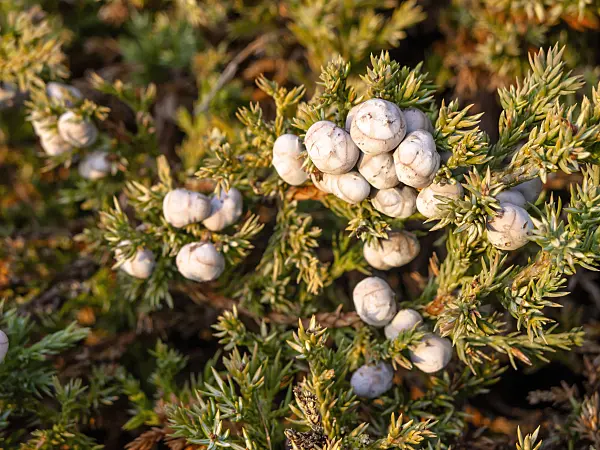 432008 - Blue star juniper (Juniperus squamata)