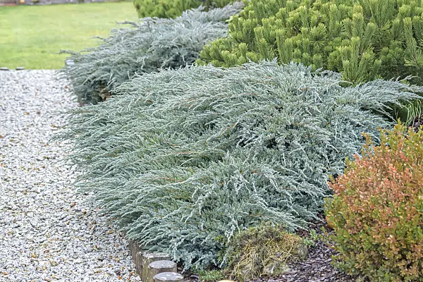 607126 - Blue star juniper (Juniperus squamata 'Blue Carpet')
