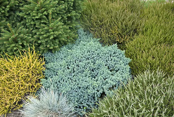 517263 - Blue star juniper (Juniperus squamata 'Blue Star')