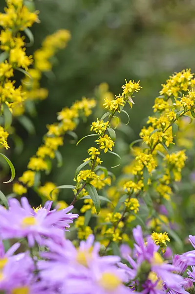 489118 - Blue-stemmed goldenrod (Solidago caesia)