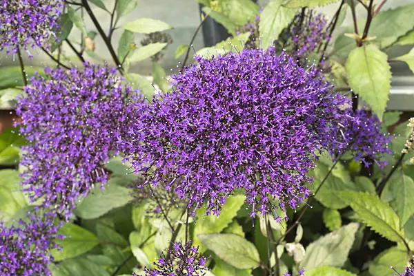 610025 - Blue throatwort (Trachelium caeruleum)