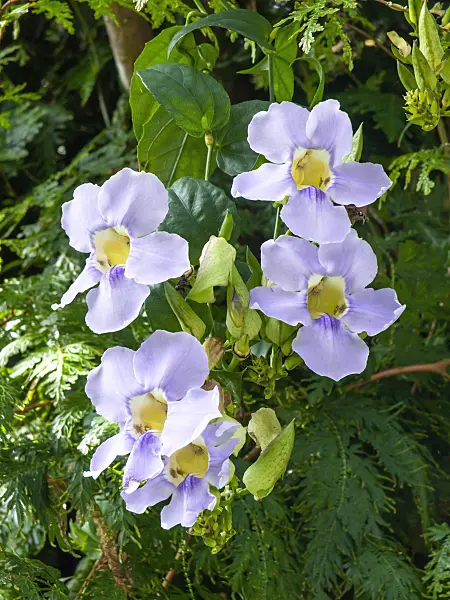 434110 - Blue trumpet vine (Thunbergia grandiflora)