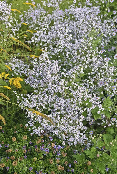517427 - Blue wood aster (Aster cordifolius 'Ideal')