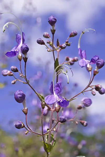 573092 - Bluebeard (Tripora divaricata syn. Caryopteris divaricata)
