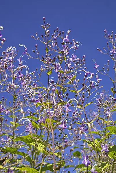 609027 - Bluebeard (Tripora divaricata syn. Caryopteris divaricata)