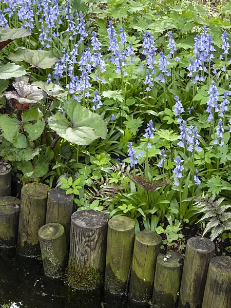 401080 - Bluebell (Hyacinthoides non-scripta)