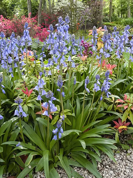 401081 - Bluebell (Hyacinthoides non-scripta)