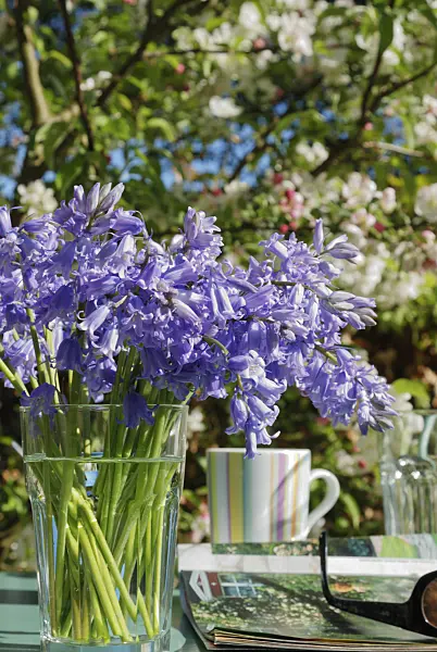 471167 - Bluebell (Hyacinthoides non-scripta)