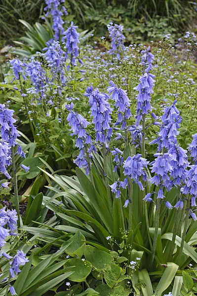 472052 - Bluebell (Hyacinthoides non-scripta)