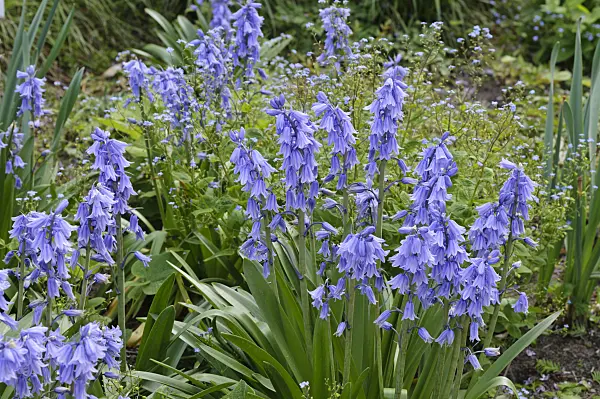 472053 - Bluebell (Hyacinthoides non-scripta)