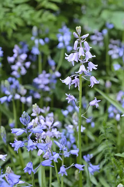 496094 - Bluebell (Hyacinthoides non-scripta)
