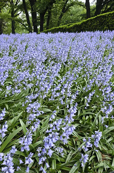 508135 - Bluebell (Hyacinthoides non-scripta)