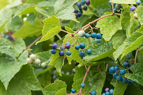 675008 - Blueberry climber (Ampelopsis glandulosa var. brevipedunculata)