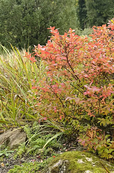 549149 - Blueberry (Vaccinium corymbosum)