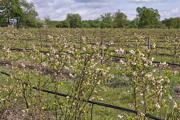 601043 - Blueberry (Vaccinium corymbosum)
