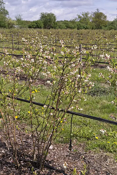 601044 - Blueberry (Vaccinium corymbosum)