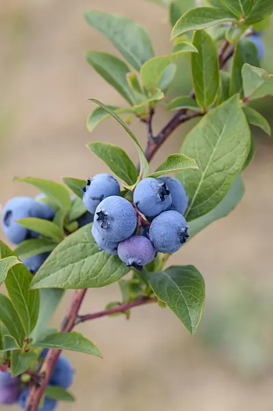 593212 - Blueberry (Vaccinium corymbosum 'Blueray')
