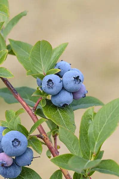 593213 - Blueberry (Vaccinium corymbosum 'Blueray')