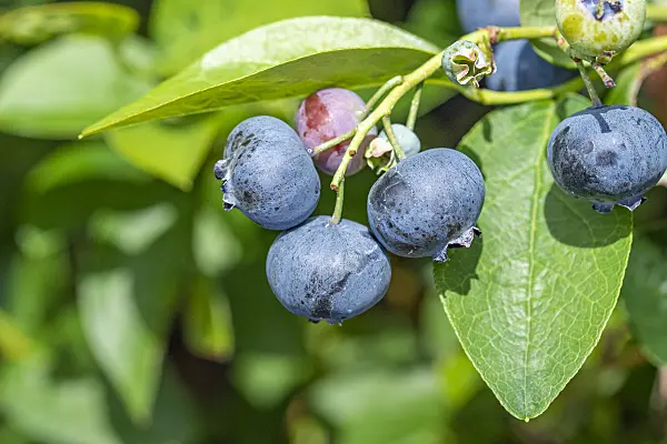 616134 - Blueberry (Vaccinium corymbosum 'Bluetta')